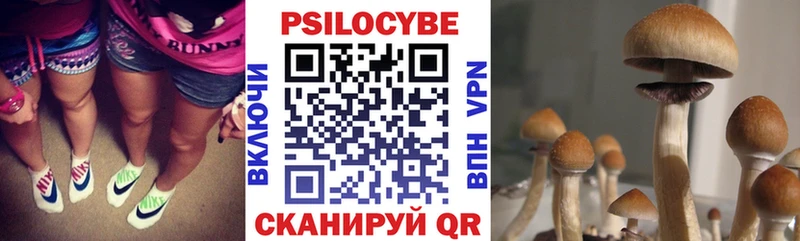 Псилоцибиновые грибы Psilocybe  Закаменск 